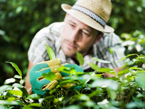 Experienced arborists managing tree care in a local Queenspark setting
