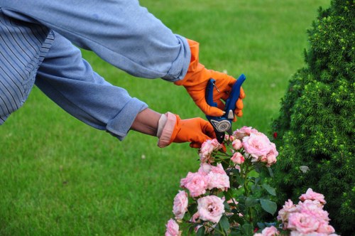 Professional hedge trimming and shaping for a Queenspark residential property